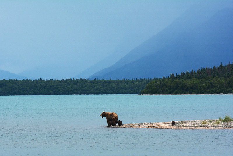 The Story Of Timothy Treadwell AKA Grizzly Man Bear Informer