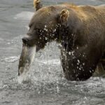 Brown-Bear-Feeding-on-Salmon