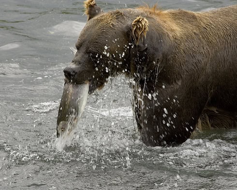 Brown-Bear-Feeding-on-Salmon