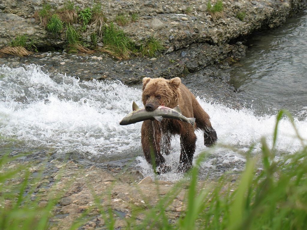 Brown bear Chum salmon Alaska
