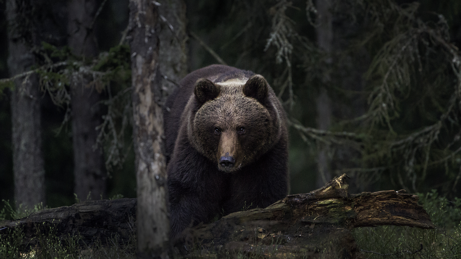 Brown bear (Ursus arctos) forest