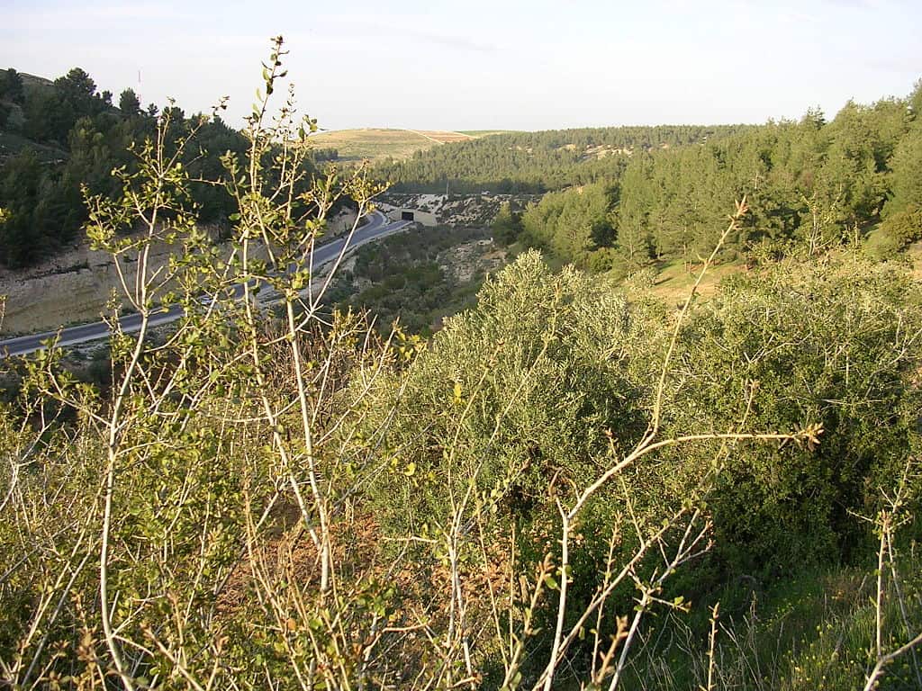 al ma' wa bear sanctuary jordan