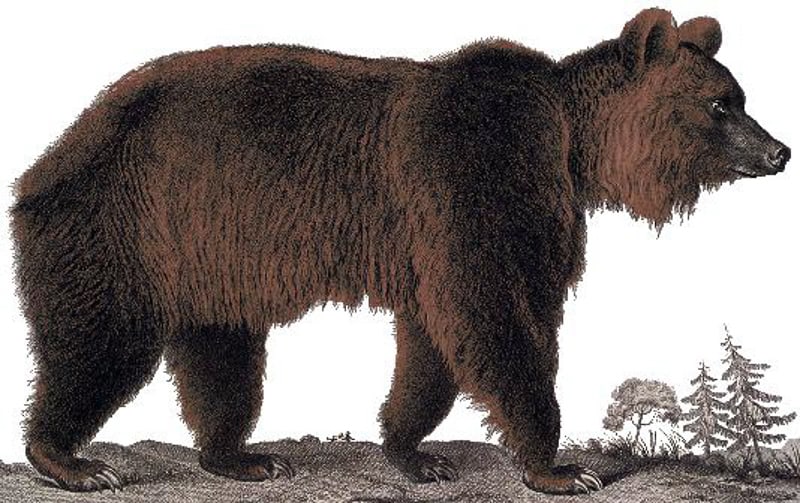 atlas bear ursus arctos crowtheri