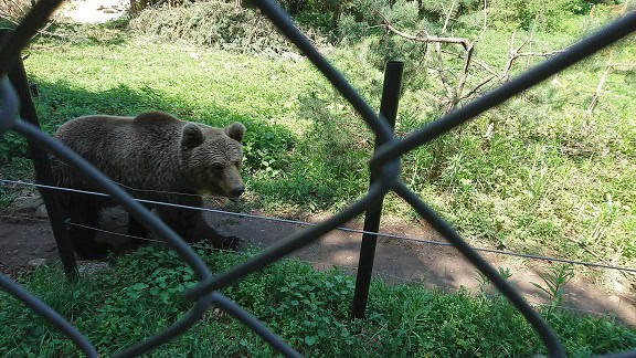 belitsa-dancing-bear-park-bulgaria