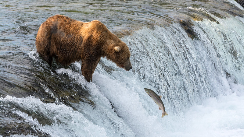 brown bear brooks falls salmon