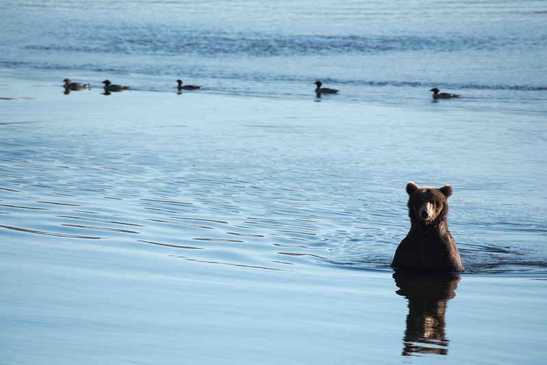 brown bear grizzly salmon hunting