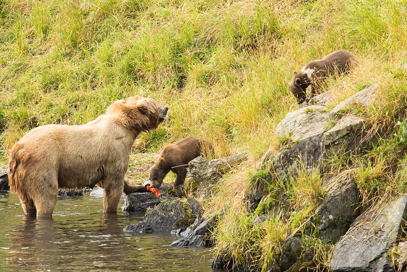 brown bear mother cub adoption