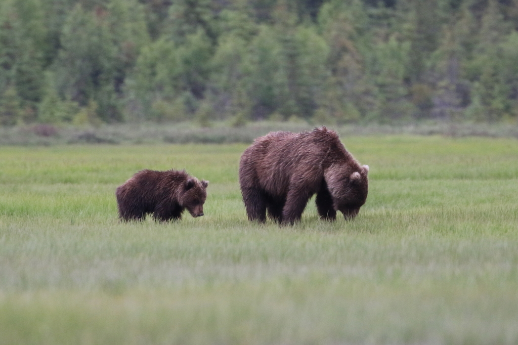 brown bear mother cub defensive