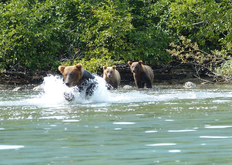 brown bear mother cub family