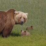brown bear mother cub relationship facts