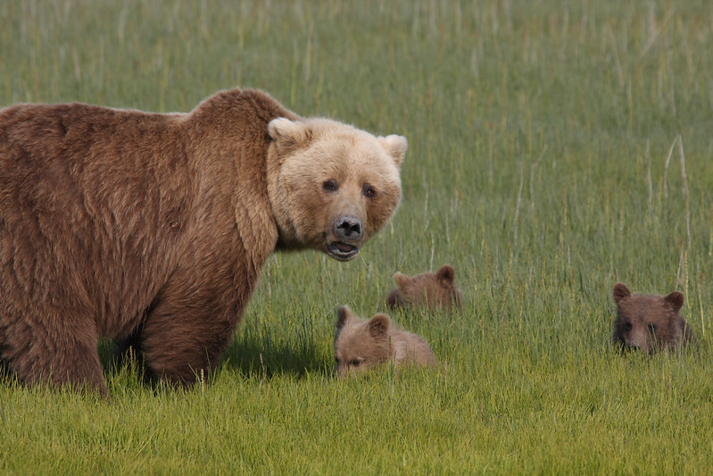 brown bear mother cub relationship facts