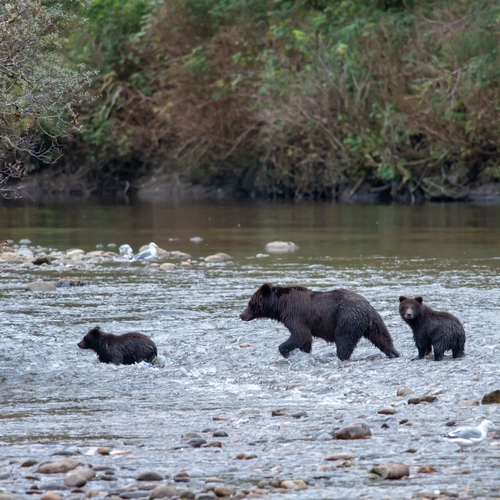 brown bear mother cub teaching