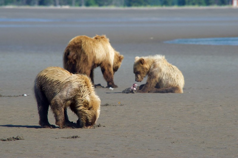 brown bear salmon feeding frenzy