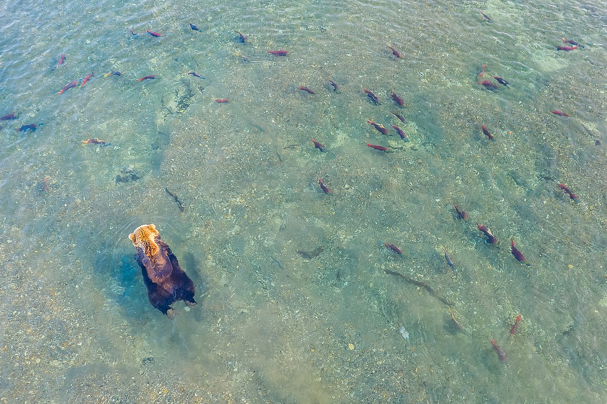 brown bear salmon hunting russia