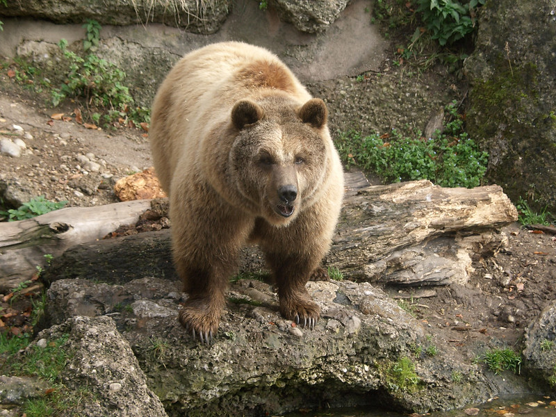 brown bear salzburg zoo austria