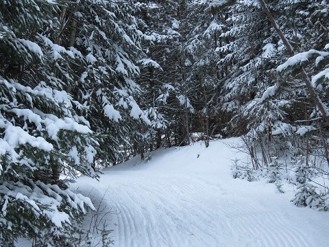 brown-bear-skier-hibernation-cave