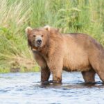 brown-bear-tracking-vhf-gps