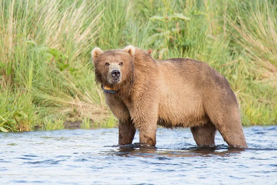 brown-bear-tracking-vhf-gps