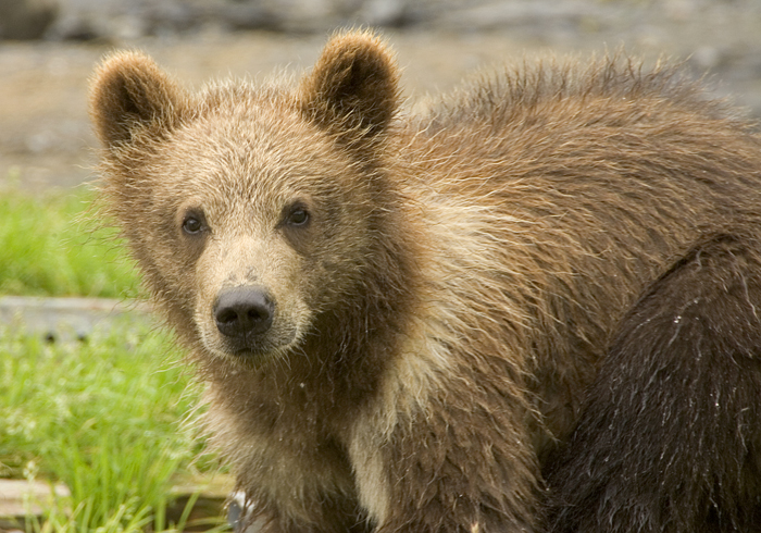 brown bear ursus arctos cub