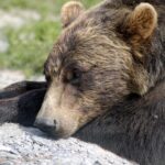 brown-bear-ursus-arctos-operations