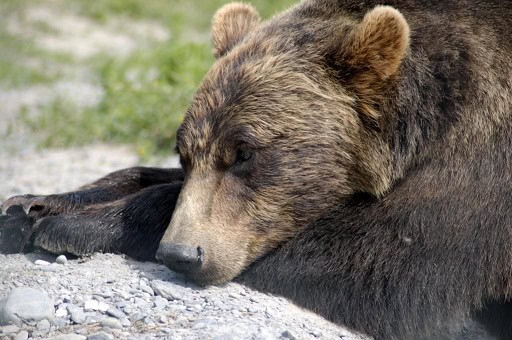 brown bear ursus arctos operations