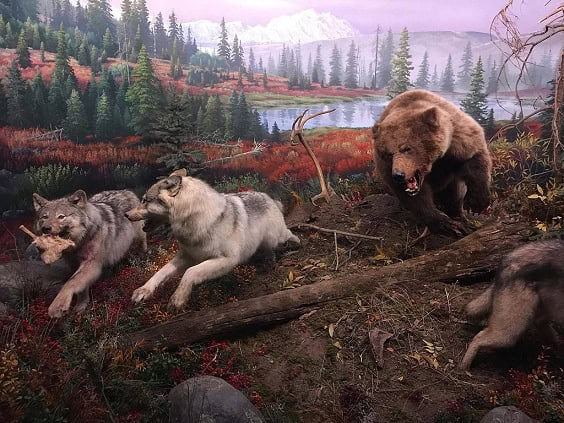 brown-bear-wolves-fight-battle