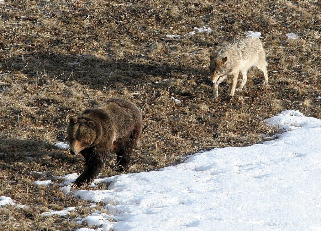 Brown bears and wolves cooperation.