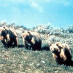 brown bears grizzly beartooth highway