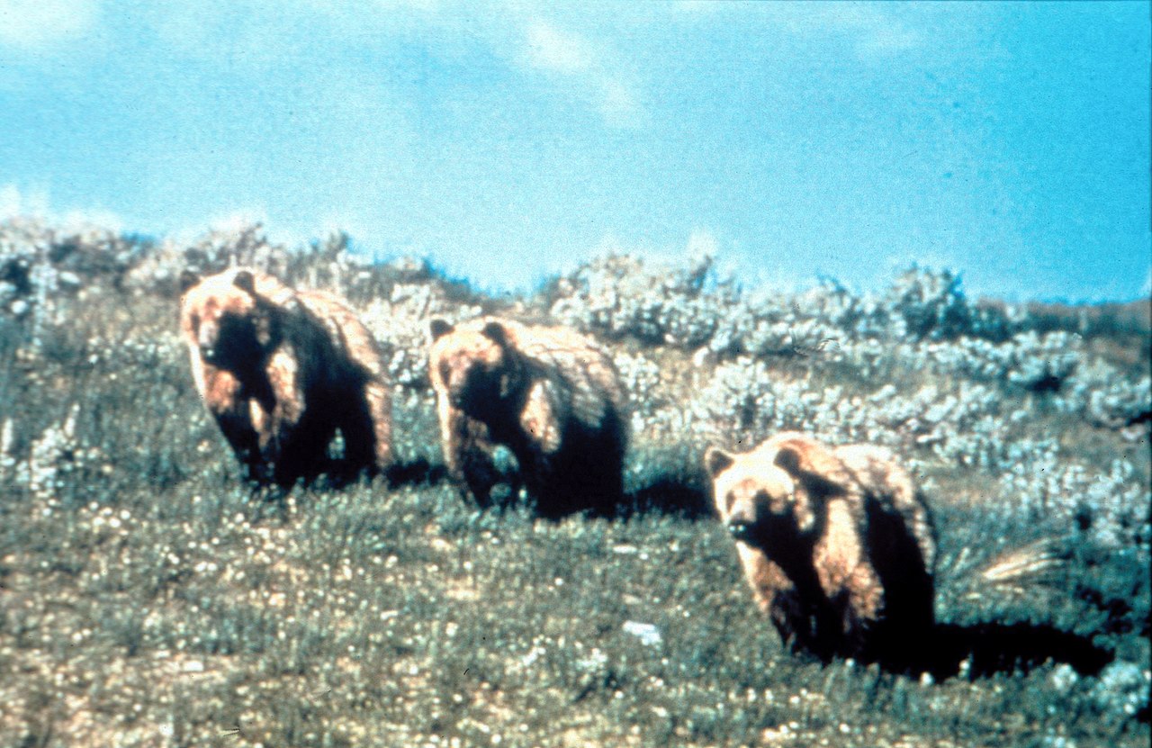 brown bears grizzly beartooth highway