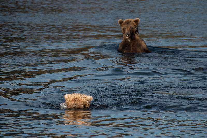 brown bears salmon fishing diving