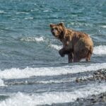 brown-grizzly-bear-poaching-facts