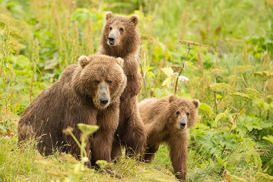 cubs mother brown bear relationship