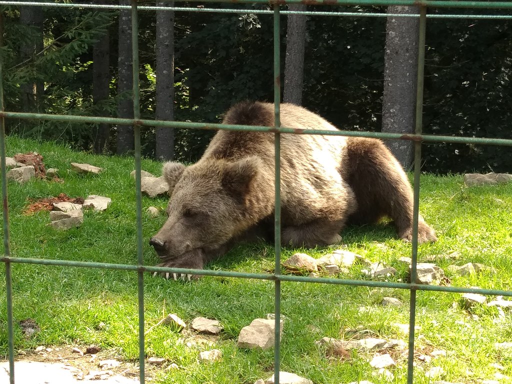 dancing vodka brown bear ukraine