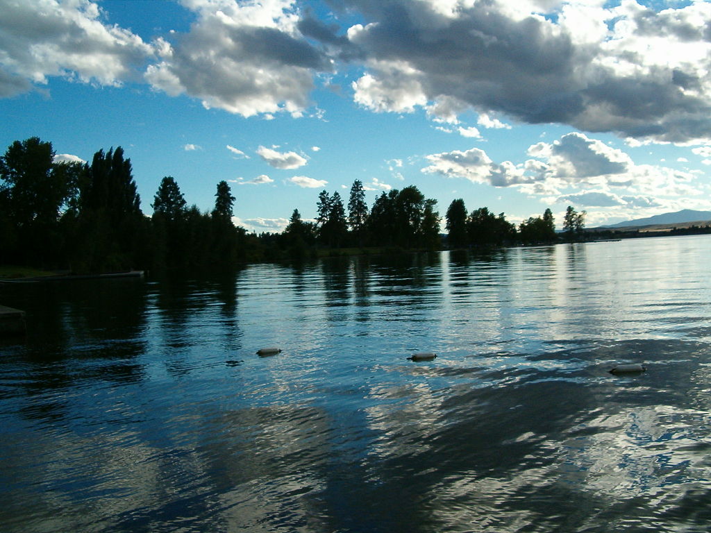 Grizzly bear swimming marathon Flathead lake