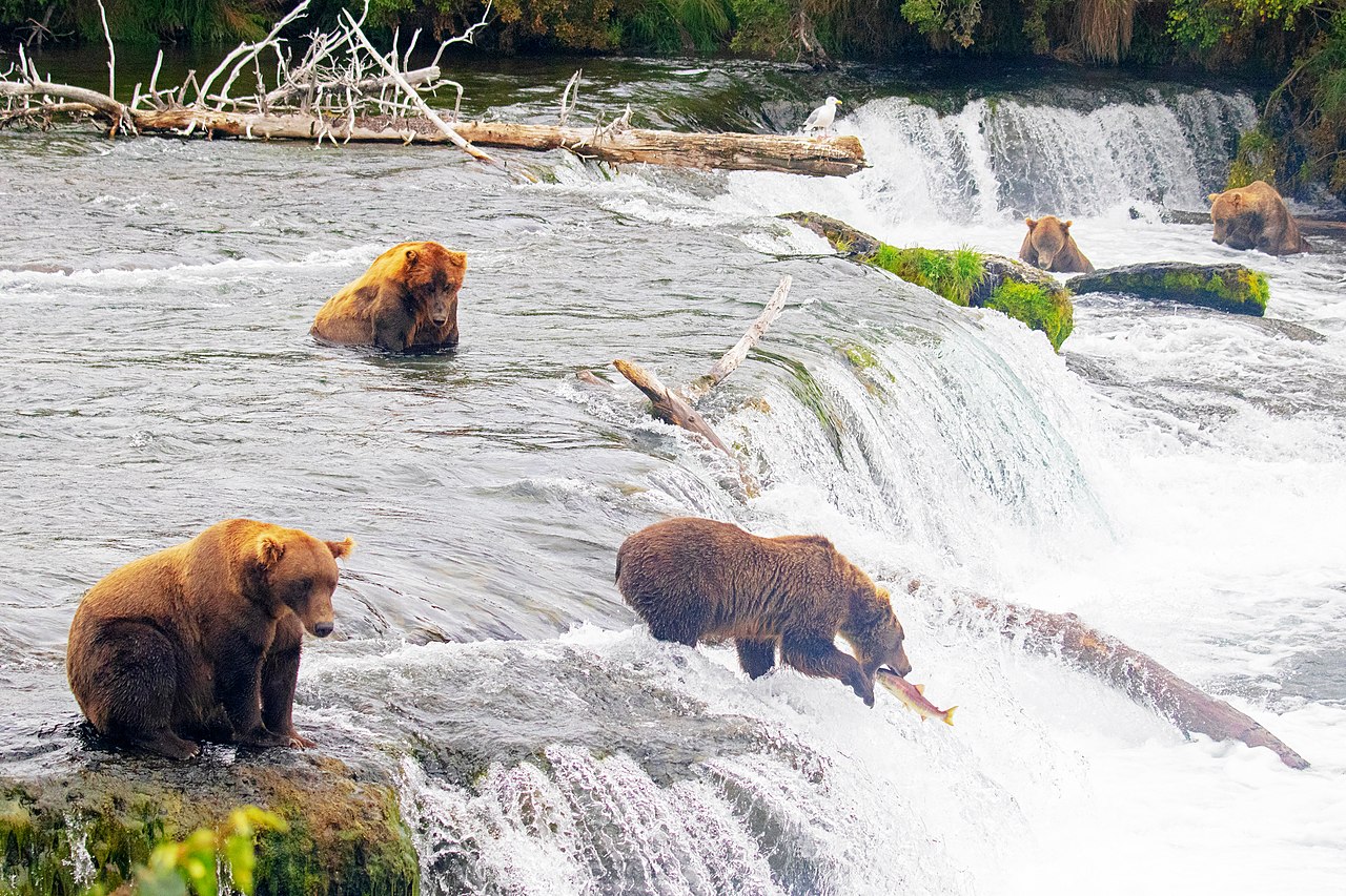 grizzly bears brooks falls salmon