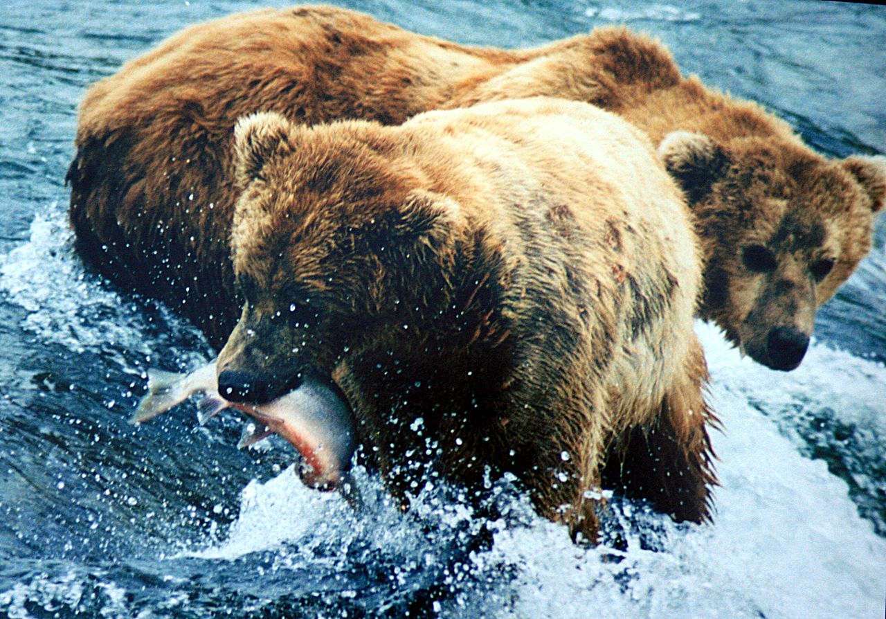 grizzly bears salmon brooks falls