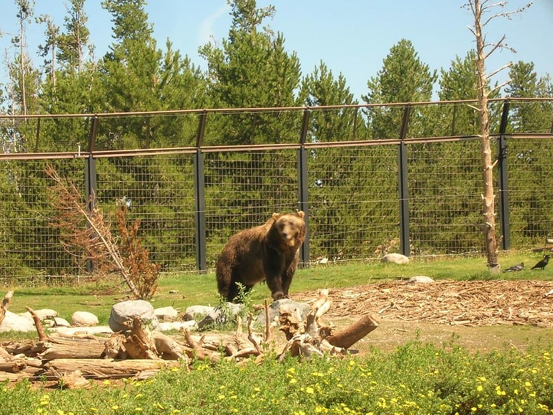 grizzly wolf discovery center yellowstone