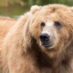 kodiak bear alaska face head