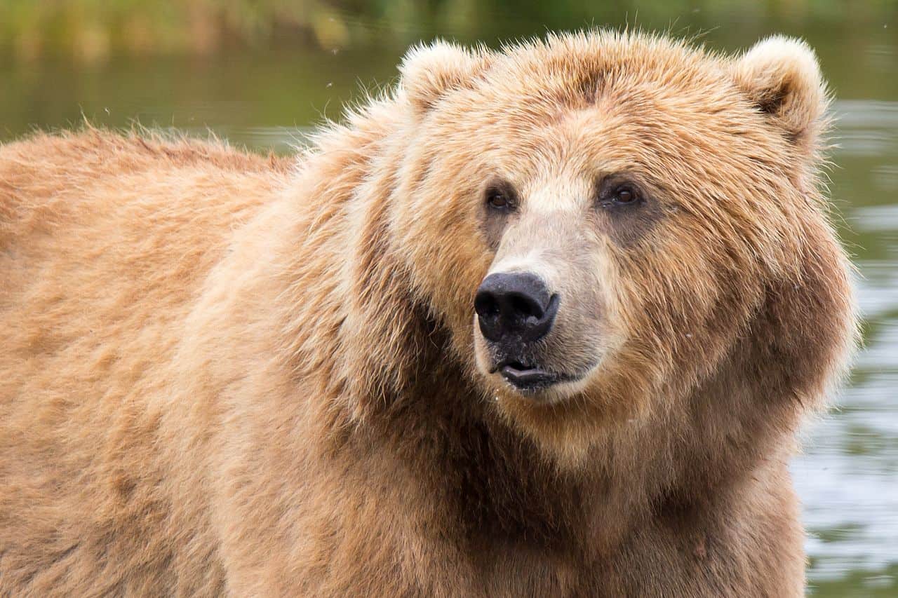 kodiak bear alaska face head