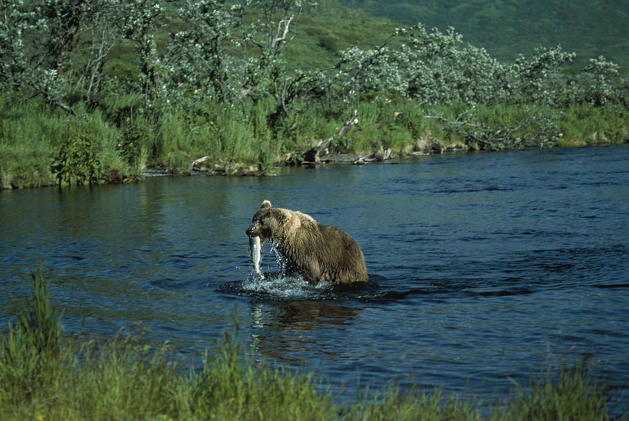 kodiak bear alaska fishing salmon