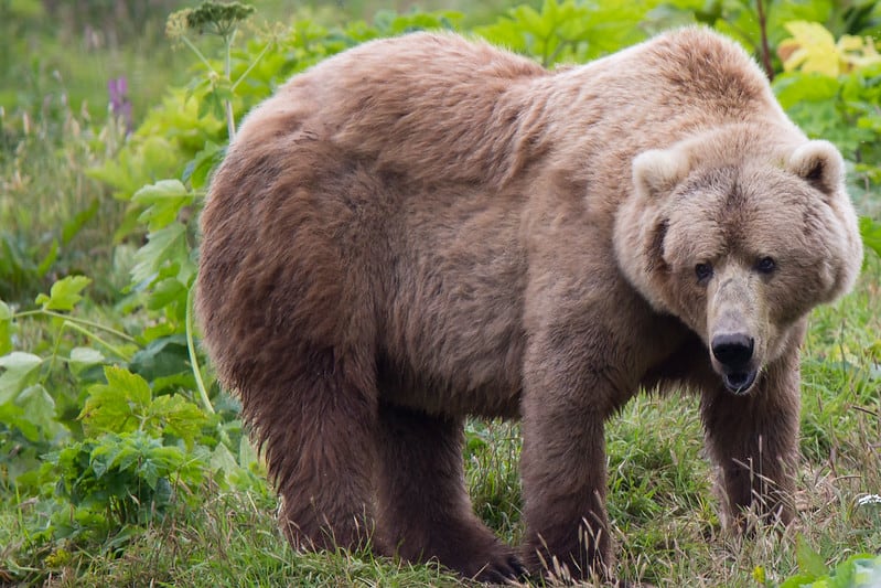 kodiak bear (ursus arctos middendorfi)