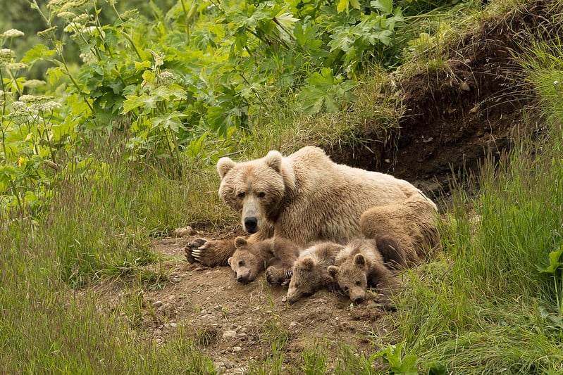 kodiak island bear hibernation cubs