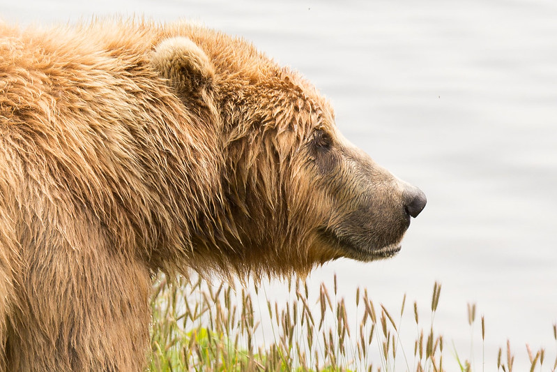 salmon brown bear hunting alaska