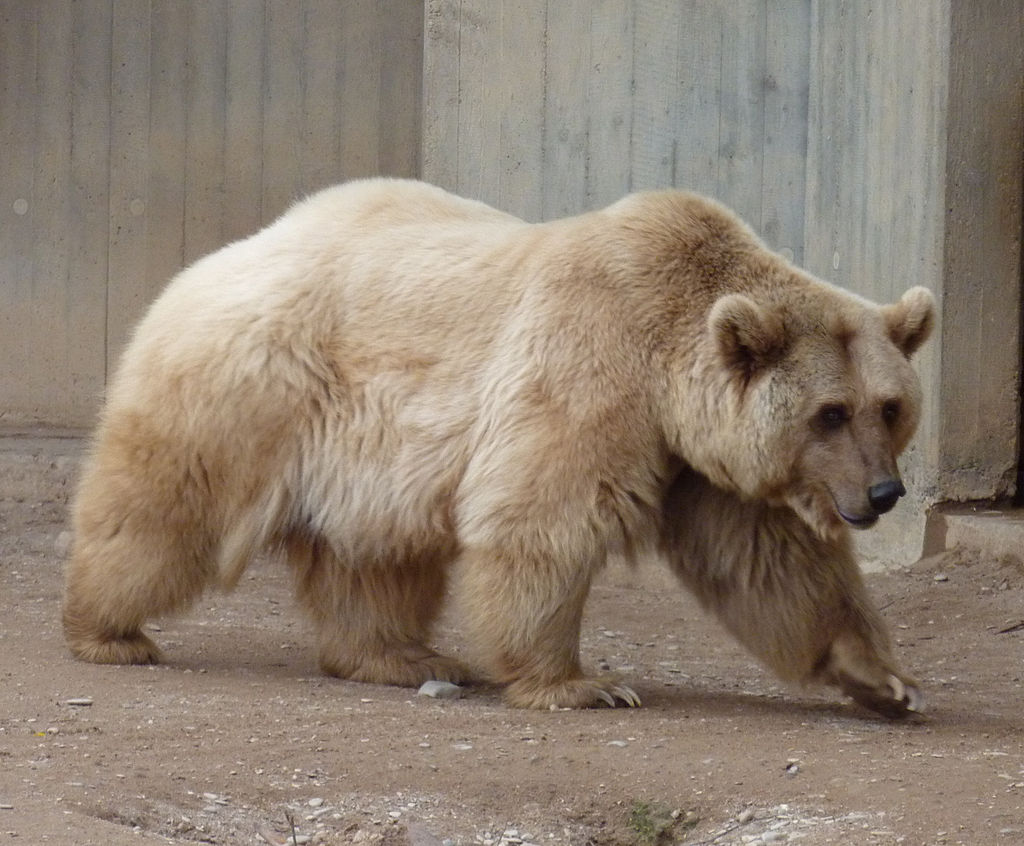 syrian brown bear shot iran