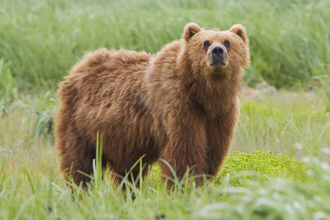 ursus arctos middendorfi kodiak bear