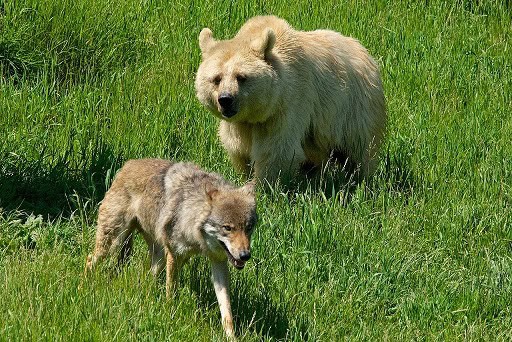 wolf-brown-bear-relationship-facts