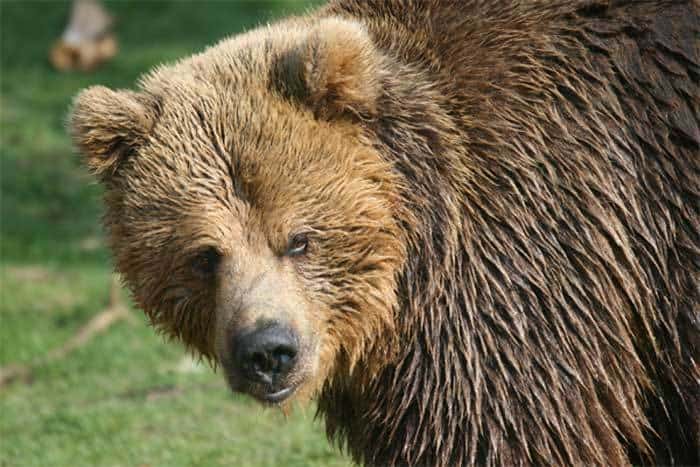 Balou Pyrénées brown bear reintroduction