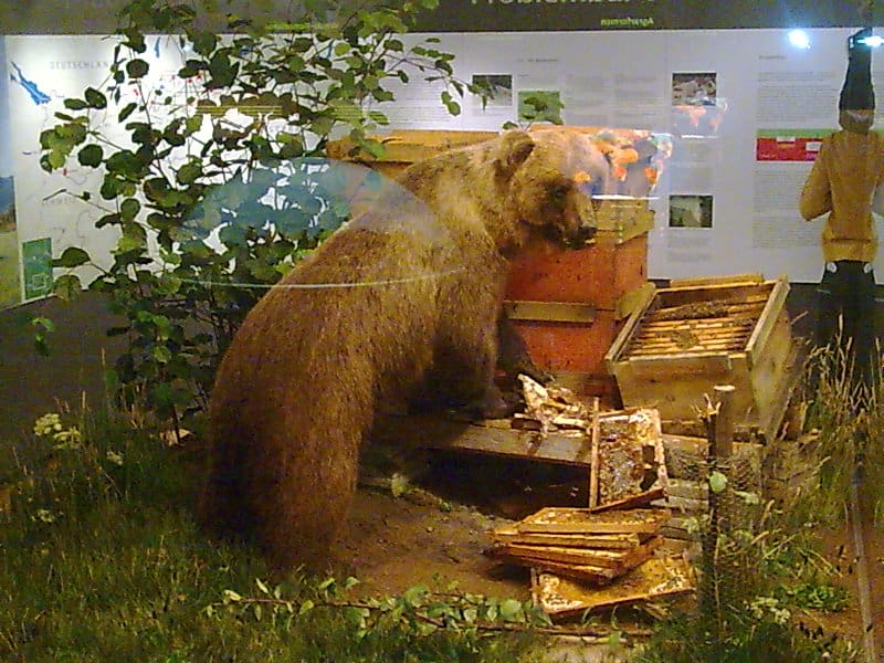 Problembär jj1 bruno bear museum