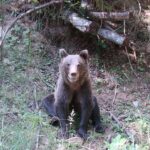 Ursus arctos Transylvania brown bear