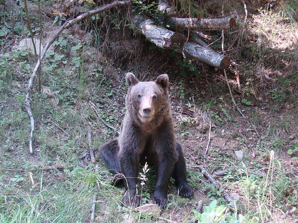 Ursus arctos Transylvania brown bear